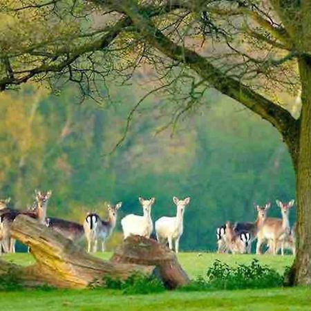New Forest Retreat Shorefield Country Park Lymington Ngoại thất bức ảnh