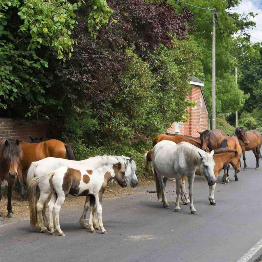 New Forest Retreat Shorefield Country Park Lymington Ngoại thất bức ảnh